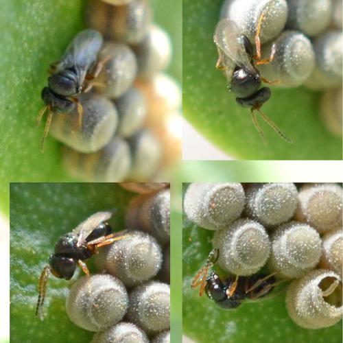 Telenominae